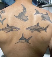 фото тату Акула от 15.11.2017 №003 — Shark Tattoo — tattoo-photo.ru