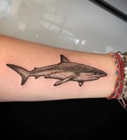 фото тату Акула от 15.11.2017 №015 — Shark Tattoo — tattoo-photo.ru