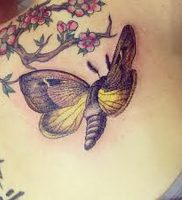 фото тату мотылек от 17.11.2017 №117 — moth tattoos — tattoo-photo.ru