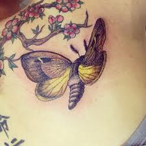 фото тату мотылек от 17.11.2017 №117 - moth tattoos - tattoo-photo.ru