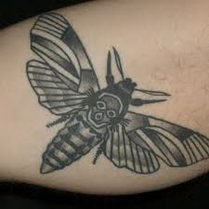 фото тату мотылек от 17.11.2017 №127 - moth tattoos - tattoo-photo.ru