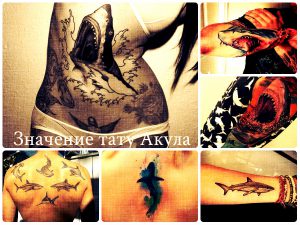 Значение тату Акула - коллекция фотографий готовых рисунков татуировки