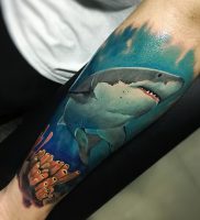 фото тату Акула от 15.11.2017 №012 — Shark Tattoo — tattoo-photo.ru