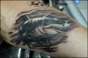 фото тату Акула от 15.11.2017 №028 - Shark Tattoo - tattoo-photo.ru