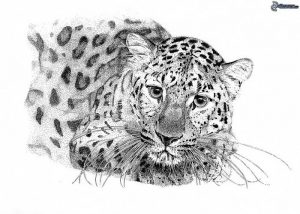 фото тату Леопард от 18.11.2017 №087 - tattoo Leopard - tattoo-photo.ru