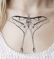 фото тату мотылек от 17.11.2017 №113 — moth tattoos — tattoo-photo.ru