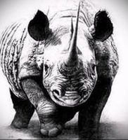 фото тату носорог (rhino tattoo) (значение) — пример рисунка — 042 tatufoto.com