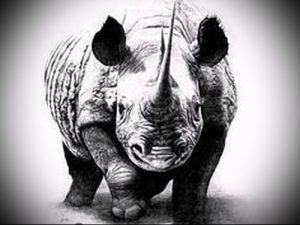 фото тату носорог (rhino tattoo) (значение) - пример рисунка - 042 tatufoto.com