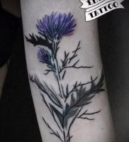 Фото татуировки чертополох — пример рисунка — 26052017 — пример — 001 Tattoo thistles