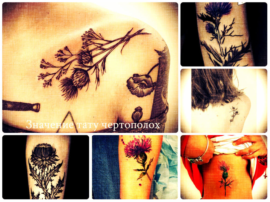 Значение тату чертополох - фото примеры рисунков татуировки