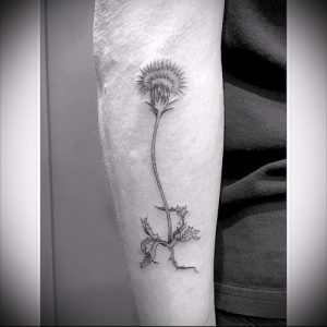 Фото татуировки чертополох - пример рисунка - 26052017 - пример - 004 Tattoo thistles