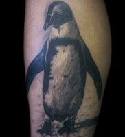 Фото тату пингвин — 05062017 — пример — 102 Tattoo penguin