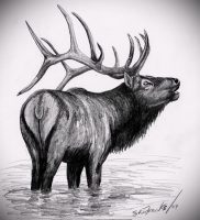 Фото тату лось — 30052017 — пример — 006 tattoo elk