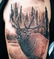Фото тату лось — 30052017 — пример — 053 tattoo elk