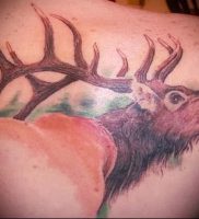 Фото тату лось — 30052017 — пример — 056 tattoo elk