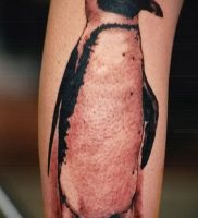 Фото тату пингвин — 05062017 — пример — 087 Tattoo penguin