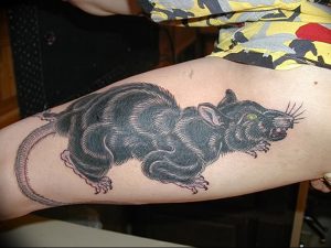 фото тату крыса от 27.07.2017 №088 - Rat tattoo_tattoo-photo.ru 2342423434 123131