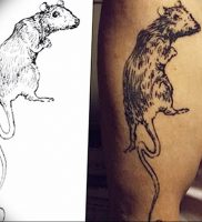 фото тату крыса от 27.07.2017 №100 — Rat tattoo_tattoo-photo.ru