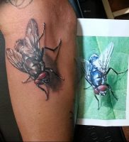 фото тату муха от 22.09.2017 №003 — Fly Tattoo — tattoo-photo.ru