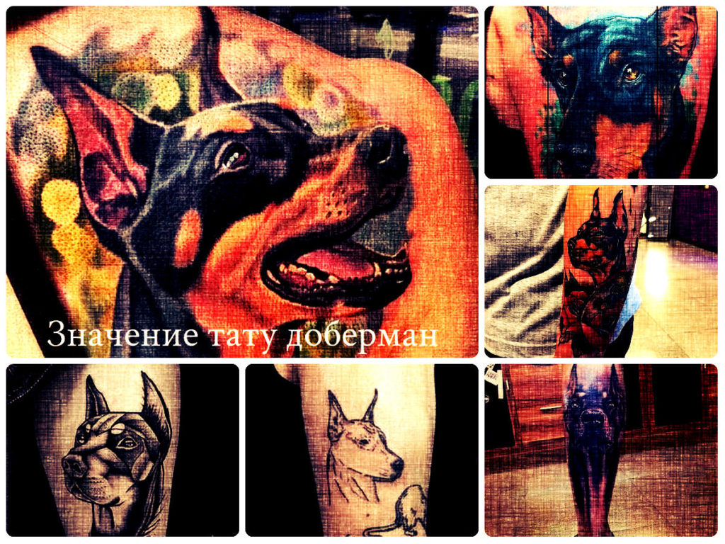 Значение тату доберман - фото примеры интересных рисунков татуировки