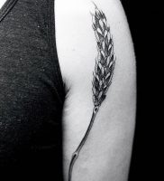 фото тату колос пшеницы от 27.12.2017 №001 — tattoos ear of wheat — tattoo-photo.ru