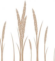 фото тату колос пшеницы от 27.12.2017 №015 — tattoos ear of wheat — tattoo-photo.ru