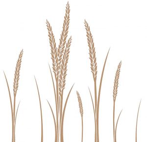 фото тату колос пшеницы от 27.12.2017 №015 - tattoos ear of wheat - tattoo-photo.ru