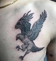 фото тату ястреб от 27.01.2018 №015 — tattoo hawk — tattoo-photo.ru