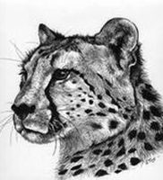фото тату гепард от 22.01.2018 №011 — tattoo cheetah — tattoo-photo.ru