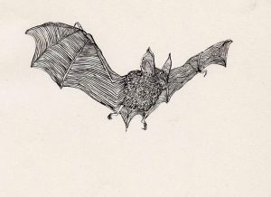 фото Эскизы тату летучая мышь от 11.04.2018 №108 - Sketches bat tattoo - tattoo-photo.ru