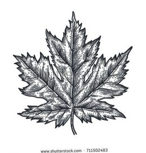 фото тату кленовый лист от 14.04.2018 №136 - maple leaf tattoo - tattoo-photo.ru