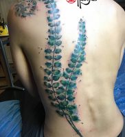 фото тату папоротник от 27.04.2018 №089 — tattoo fern — tattoo-photo.ru
