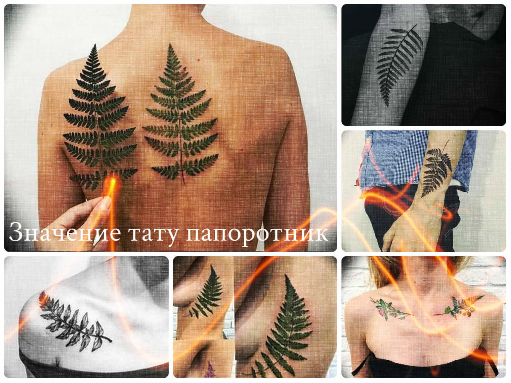Значение тату папоротник - коллекция примеров готовых рисунков татуировки на фото