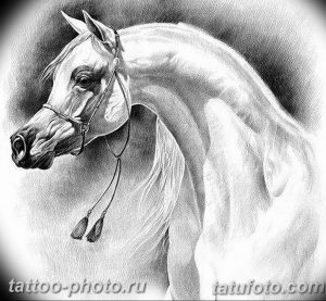 фото тату лошадь 24.12.2018 №464 - photo horse tattoo - tattoo-photo.ru