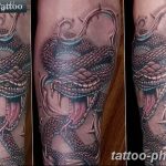 Фото рисунка тату змея 23.11.2018 №087 - snake tattoo photo - tattoo-photo.ru