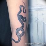 Фото рисунка тату змея 23.11.2018 №232 - snake tattoo photo - tattoo-photo.ru