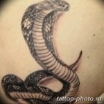 Фото рисунка тату змея 23.11.2018 №251 - snake tattoo photo - tattoo-photo.ru