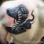 Фото рисунка тату змея 23.11.2018 №342 - snake tattoo photo - tattoo-photo.ru
