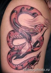 Фото рисунка тату змея 23.11.2018 №008 - snake tattoo photo - tattoo-photo.ru