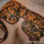 Фото рисунка тату змея 23.11.2018 №010 - snake tattoo photo - tattoo-photo.ru