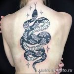 Фото рисунка тату змея 23.11.2018 №015 - snake tattoo photo - tattoo-photo.ru