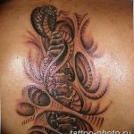 Фото рисунка тату змея 23.11.2018 №025 - snake tattoo photo - tattoo-photo.ru