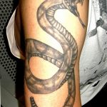 Фото рисунка тату змея 23.11.2018 №028 - snake tattoo photo - tattoo-photo.ru