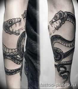 Фото рисунка тату змея 23.11.2018 №043 - snake tattoo photo - tattoo-photo.ru