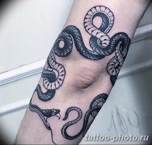 Фото рисунка тату змея 23.11.2018 №053 - snake tattoo photo - tattoo-photo.ru