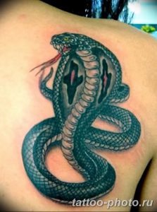 Фото рисунка тату змея 23.11.2018 №079 - snake tattoo photo - tattoo-photo.ru