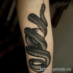 Фото рисунка тату змея 23.11.2018 №095 - snake tattoo photo - tattoo-photo.ru