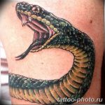 Фото рисунка тату змея 23.11.2018 №117 - snake tattoo photo - tattoo-photo.ru