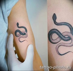 Фото рисунка тату змея 23.11.2018 №118 - snake tattoo photo - tattoo-photo.ru