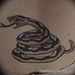 Фото рисунка тату змея 23.11.2018 №122 - snake tattoo photo - tattoo-photo.ru